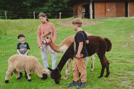 Kinder mit Alpakas