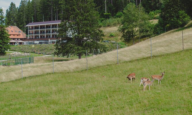 Rehe im Tiergehege