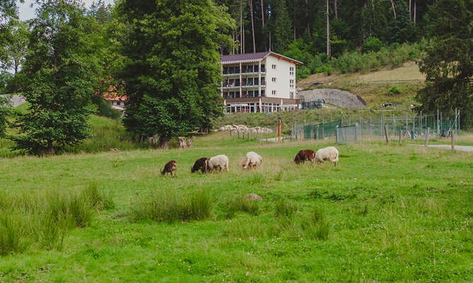 Schafe im Tiergehege Schafe im Tiergehege